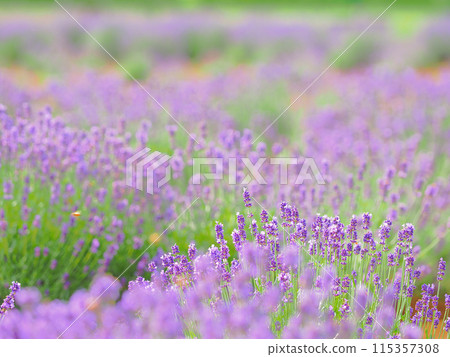 美麗的薰衣草 美麗的薰衣草 115357308