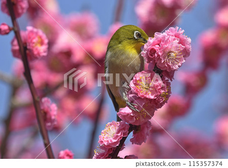 Japanese white-eye with red plum blossoms in full bloom (spring image) 115357374