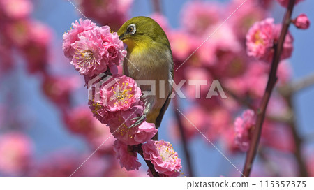 Japanese white-eye with red plum blossoms in full bloom (spring image) 115357375