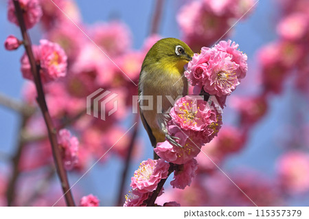 Japanese white-eye with red plum blossoms in full bloom (spring image) 115357379