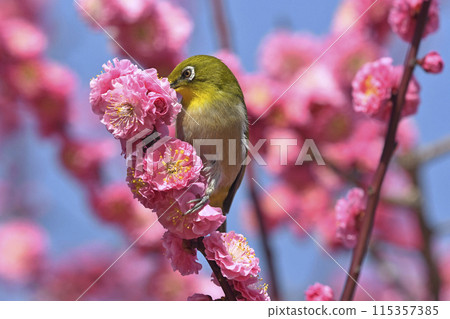 盛開的紅梅花日本白眼（春天圖像） 115357385