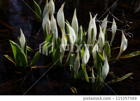 白色的花朵在燈光下顯得栩栩如生 白色的花朵在燈光下顯得栩栩如生 115357389