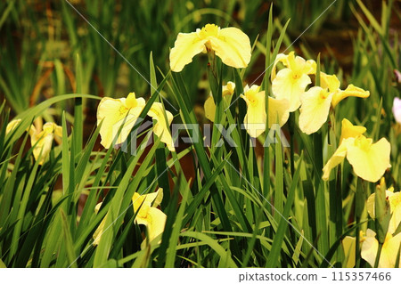 Yellow irises in Kitayama Park bathed in early summer sunlight 115357466