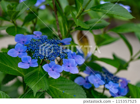 Hydrangea 115357525