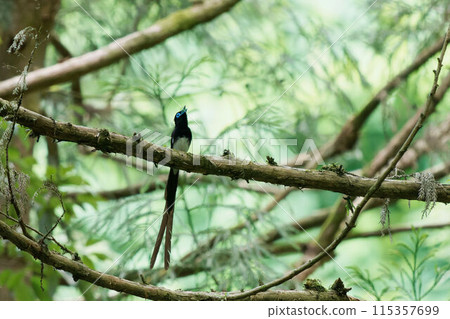 A male Japanese Paradise Flycatcher perched on a tree and singing 115357699