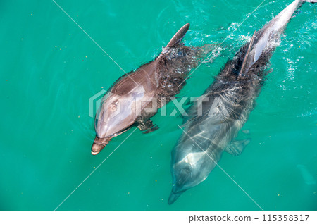 Dolphin image: Two cute dolphins 115358317