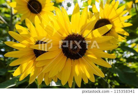 盛開的黃色向日葵 115358341