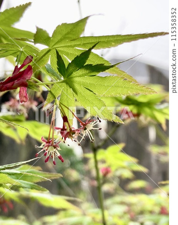 Maple flowers blooming in early spring Maple flowers blooming in early spring 115358352