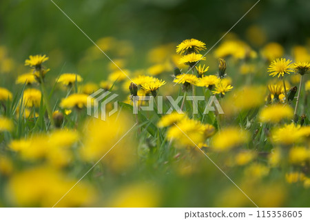 西方蒲公英花田 西方蒲公英花田 115358605