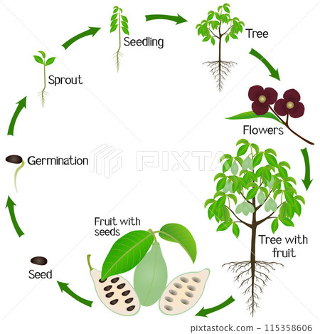 A growth cycle of asimina triloba the pawpaw plant on a white background. A growth cycle of asimina triloba the pawpaw plant on a white background. 115358606