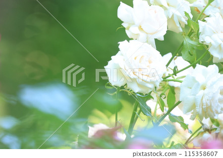 Close-up of a blooming white rose Close-up of a blooming white rose 115358607