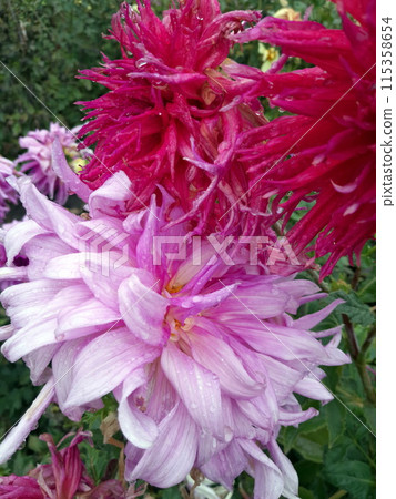 Beautiful red and pink dahlia flower in bloom Beautiful red and pink dahlia flower in bloom 115358654