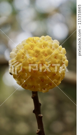 Mitsumata flowers that look like hairpins Mitsumata flowers that look like hairpins 115358665