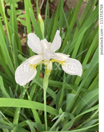花園裡盛開的白色鳶尾花 115358766