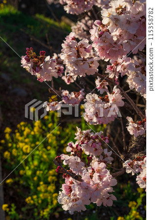 A combination of spring cherry blossoms and rape blossoms A combination of spring cherry blossoms and rape blossoms 115358782