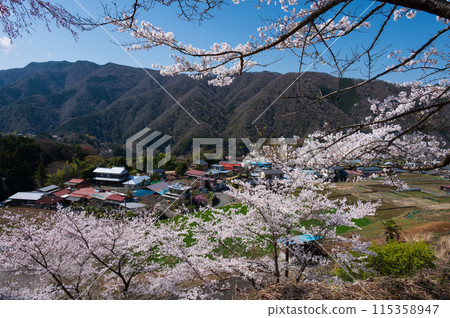 青根村的春天風景：櫻花盛開的村莊 115358947