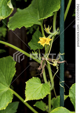 Flowers and ovaries of young cucumbers,  selective focus 115359062