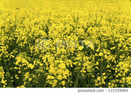 field of blooming rapeseed, blue sky 115359064