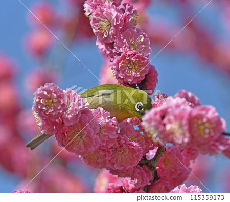White-eye on a white plum blossom in full bloom (spring image) (heartwarming image) 115359173