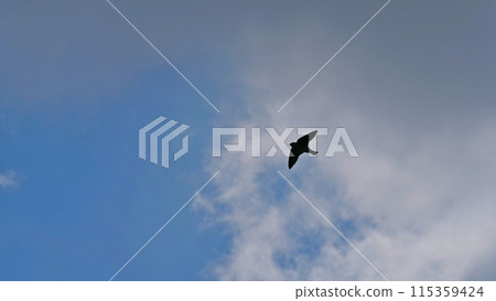 Birds flying in the sky Birds flying in the sky 115359424