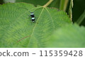 棲息在葉子上的苧麻甲蟲 115359428