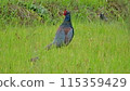 走在草的野雞 115359429