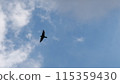 飛行在藍天的鳥 115359430