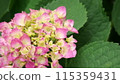 繡球花變成粉紅色 115359431