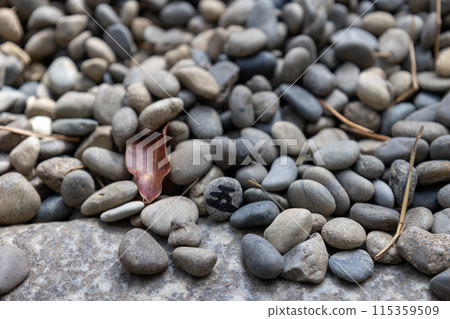 Osaka / The Five Great Power Stones in front of Goshogozen at Sumiyoshi Taisha Shrine (photographed on April 9, 2024) 115359509