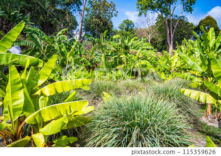 Kalim bay view near Patong, in Phuket, Thailand Kalim bay view near Patong, in Phuket, Thailand 115359626