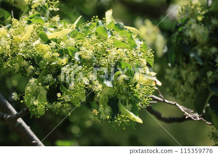 A close-up of a linden tree with fruit and flowers 115359776