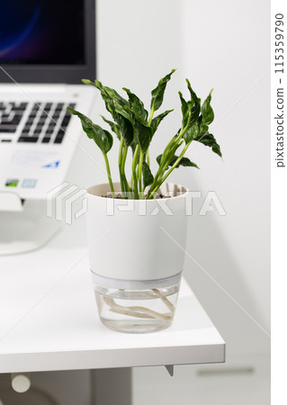 Epipremnum Aureum shangri la 115359790