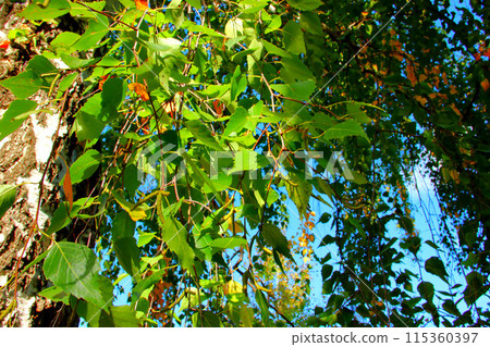 A green birch tree leaves A green birch tree leaves 115360397