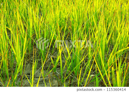 Green grass illuminated by sunlight on a sunny day. Green grass illuminated by sunlight on a sunny day. 115360414