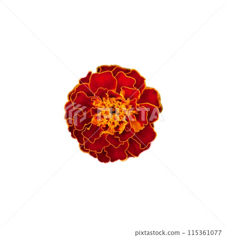 This detailed shot of a colorful marigold can be used in design projects to evoke feelings of warmth, growth, and natural beauty. 115361077