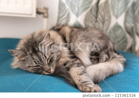 Sleeping gray fluffy tabby cat on soft pet pillow Sleeping gray fluffy tabby cat on soft pet pillow 115361316