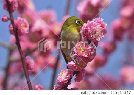 盛開的紅梅花日本白眼(春天圖像) 盛開的紅梅花日本白眼(春天圖像) 115361347
