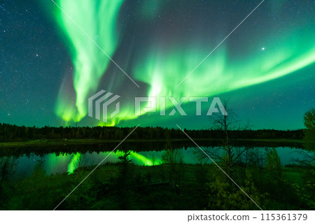 Green Aurora and fir trees silhouettes. Yellowknife, Northwest Territories, Canada. Real photos. 115361379