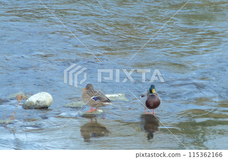 a couple of ducks on rocks in the river a couple of ducks on rocks in the river 115362166