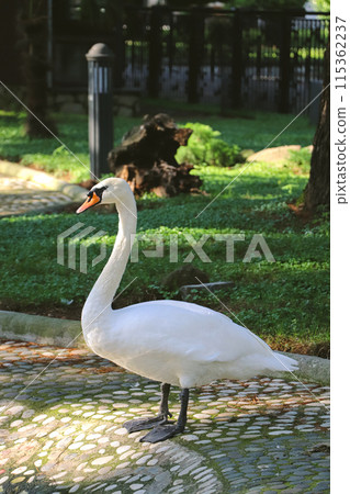 White swan in the park on a summer day White swan in the park on a summer day 115362237