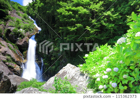 [Saga Prefecture] Mikaeri Falls and hydrangeas in the fresh greenery (100 Best Waterfalls in Japan) 115362373