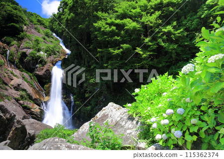 [Saga Prefecture] Mikaeri Falls and hydrangeas in the fresh greenery (100 Best Waterfalls in Japan) 115362374