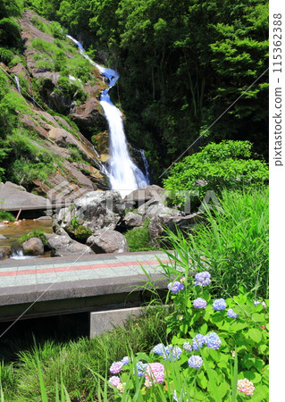 [Saga Prefecture] Mikaeri Falls and hydrangeas in the fresh greenery (100 Best Waterfalls in Japan) 115362388