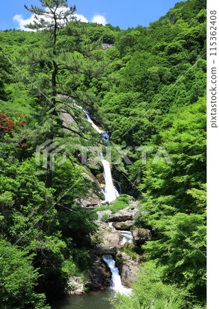 [Saga Prefecture] Mikaeri Falls with Fresh Greenery (Top 100 Waterfalls in Japan) 115362408