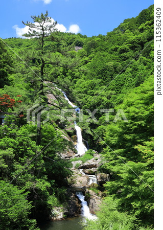 [Saga Prefecture] Mikaeri Falls with Fresh Greenery (Top 100 Waterfalls in Japan) 115362409