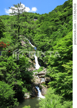 [Saga Prefecture] Mikaeri Falls with Fresh Greenery (Top 100 Waterfalls in Japan) 115362410