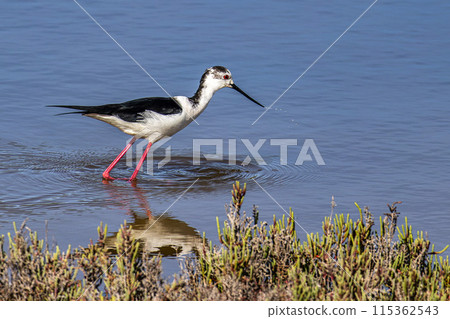 Black-winged stilt, Himantopus himantopus in Ria Formosa Natural Reserve, Algarve Portugal. 115362543