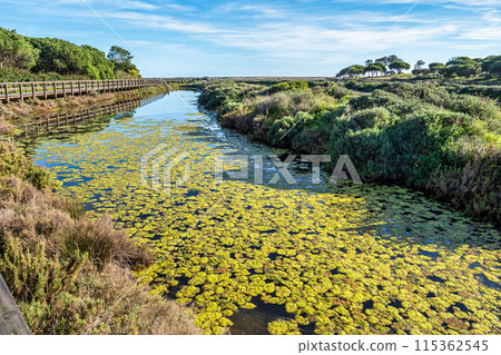Landscape view of Parque Natural da Ria Formosa near Faro, Portugal 115362545