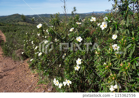 Cistus ladanifer, Rockrose or Labdanum at the Archaeological Circuit in Vale Fuzeiros at Vilarinha, Algarve, Portugal. 115362556