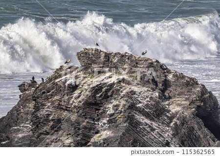 White storks in their nest on a cliff along the coastline of Odeceixe, Algarve, Portugal. White storks in their nest on a cliff along the coastline of Odeceixe, Algarve, Portugal. 115362565